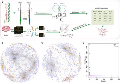 A Signature of Five Long Non-Coding RNAs for Predicting the Prognosis of Alzheimer's Disease Based on Competing Endogenous RNA Networks